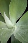 AGAVE 1-GREEN