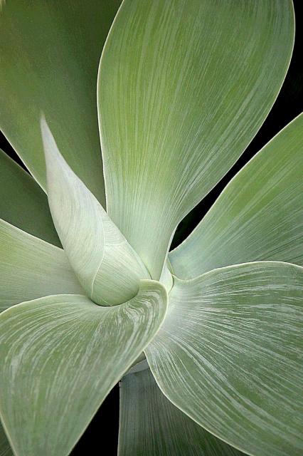 AGAVE 1-GREEN