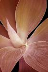 AGAVE 1-RED