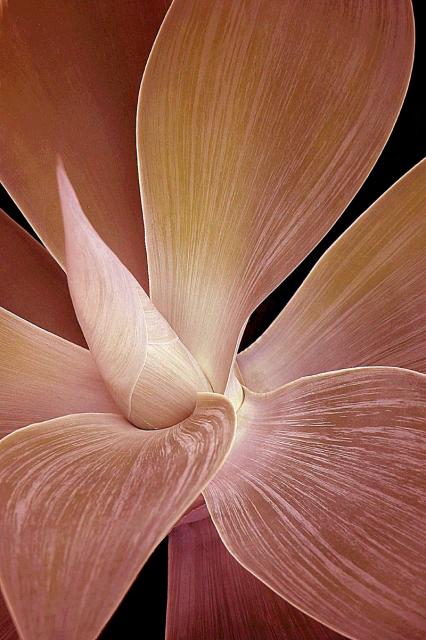 AGAVE 1-RED