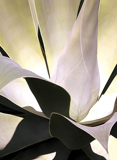 AGAVE 10