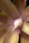 AGAVE 5