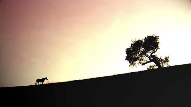 SANTA YNEZ
