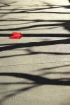 RED LEAF