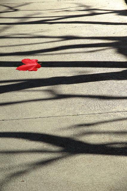 RED LEAF