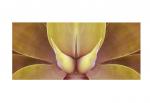 AGAVE 12
