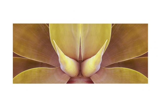 AGAVE 12