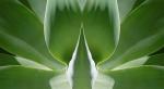 AGAVE 11