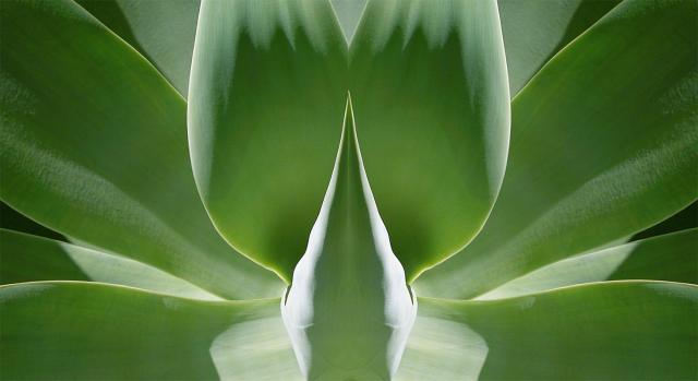 AGAVE 11