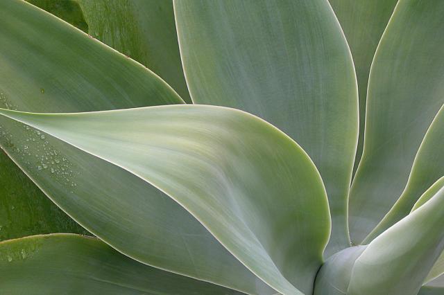 AGAVE 4