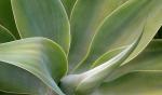 AGAVE 2