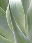 AGAVE 3