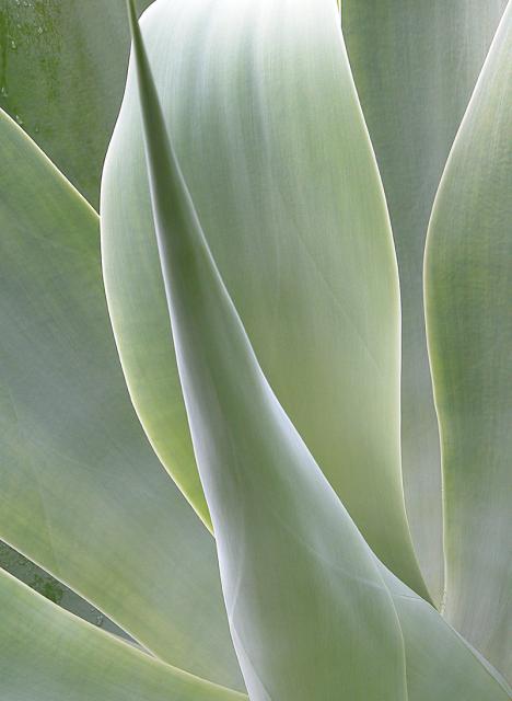 AGAVE 3