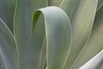 AGAVE 7