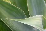 AGAVE 9