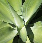 AGAVE 13- GREEN