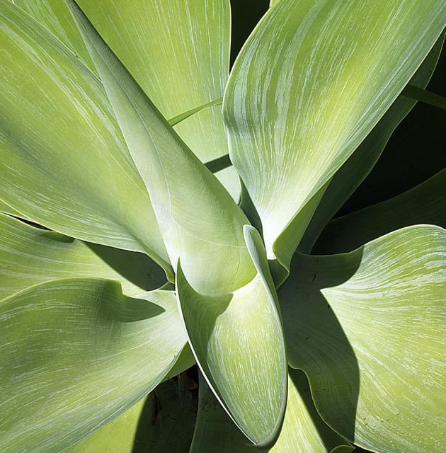 AGAVE 13- GREEN