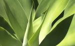 AGAVE 14