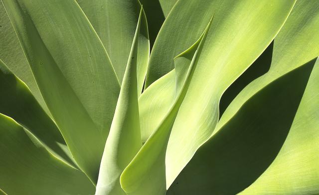 AGAVE 14