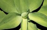 AGAVE 15