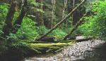 RAIN FOREST-2