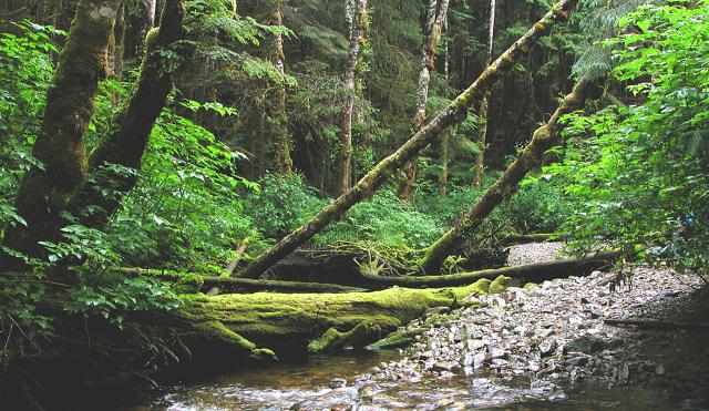 RAIN FOREST-2