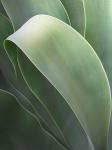 AGAVE 8