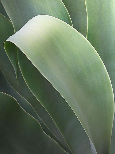AGAVE 8