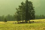 HORSES-TRIPLE CREEK RANCH-MO