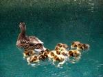 DUCKS-found In pool in BEVERLY HILLS