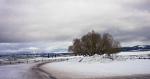 OAK TREE-WINTER-MONTANA