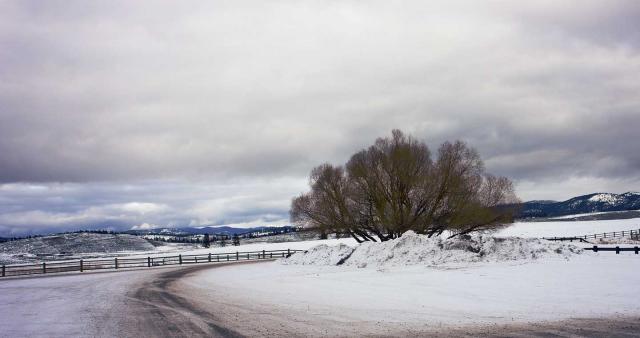 OAK TREE-WINTER-MONTANA