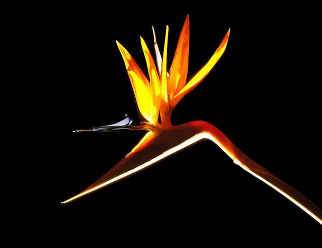 BIRD-OF-PARADISE-