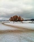 OAK TREE MONTANA WINTER 
