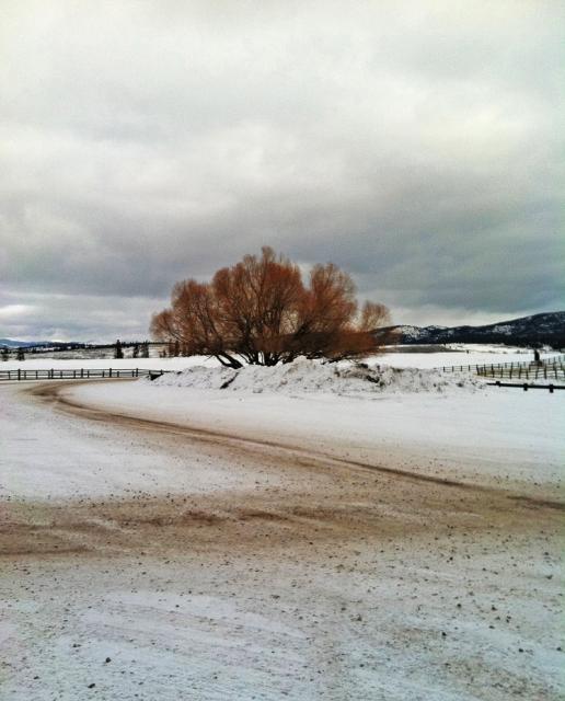OAK TREE MONTANA WINTER 