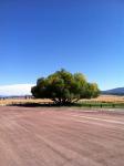 OAK TREE MONTANA SUMMER 