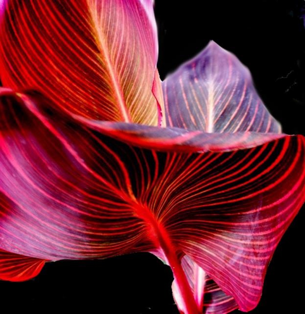 RED VEINY LEAF 